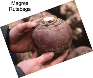 Magres Rutabaga