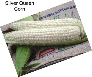 Silver Queen Corn