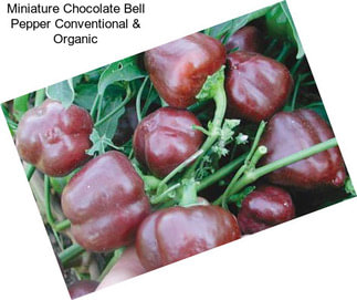 Miniature Chocolate Bell Pepper Conventional & Organic
