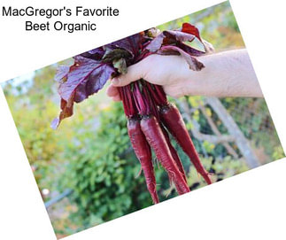 MacGregor\'s Favorite Beet Organic