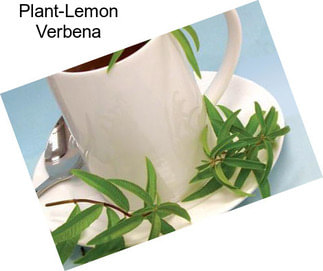 Plant-Lemon Verbena