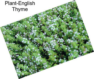 Plant-English Thyme