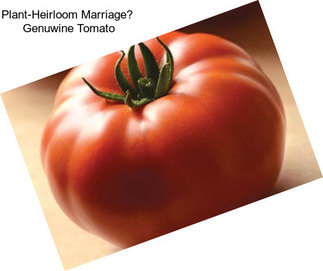 Plant-Heirloom Marriage Genuwine Tomato