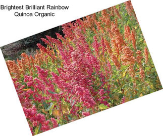 Brightest Brilliant Rainbow Quinoa Organic