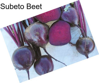 Subeto Beet