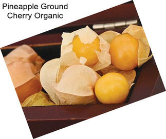 Pineapple Ground Cherry Organic