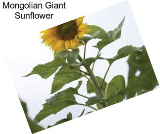 Mongolian Giant Sunflower