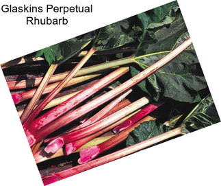 Glaskins Perpetual Rhubarb