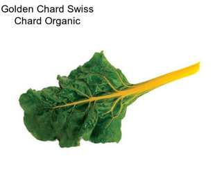 Golden Chard Swiss Chard Organic