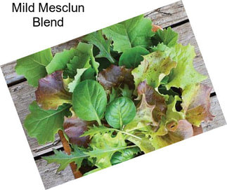 Mild Mesclun Blend