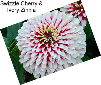 Swizzle Cherry & Ivory Zinnia