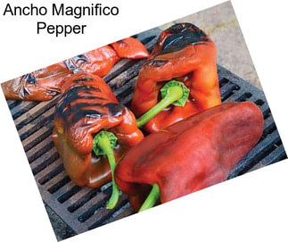 Ancho Magnifico Pepper