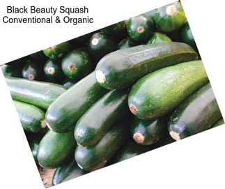 Black Beauty Squash Conventional & Organic