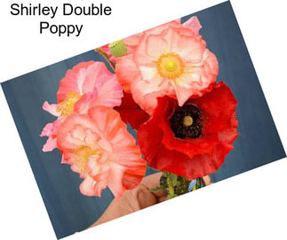 Shirley Double Poppy