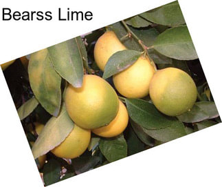 Bearss Lime