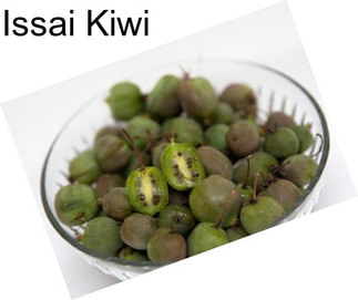 Issai Kiwi