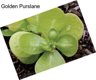 Golden Purslane