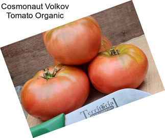 Cosmonaut Volkov Tomato Organic