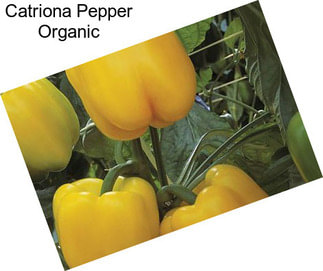 Catriona Pepper Organic