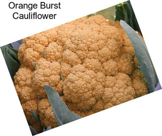 Orange Burst Cauliflower