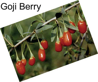 Goji Berry