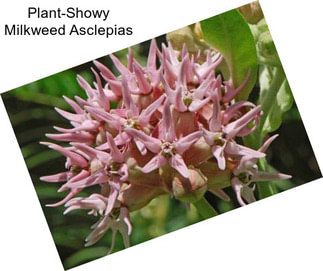 Plant-Showy Milkweed Asclepias