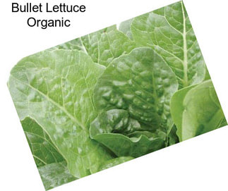 Bullet Lettuce Organic