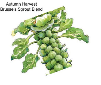 Autumn Harvest Brussels Sprout Blend