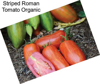 Striped Roman Tomato Organic