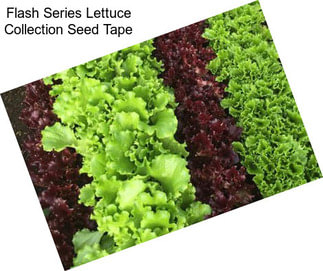 Flash Series Lettuce Collection Seed Tape