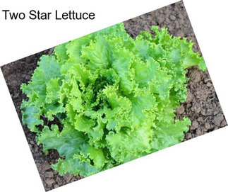 Two Star Lettuce