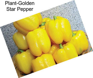 Plant-Golden Star Pepper