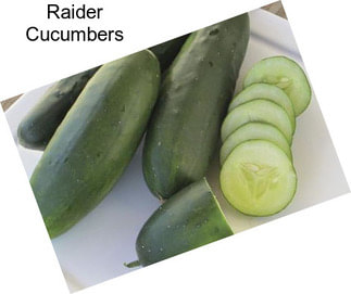 Raider Cucumbers