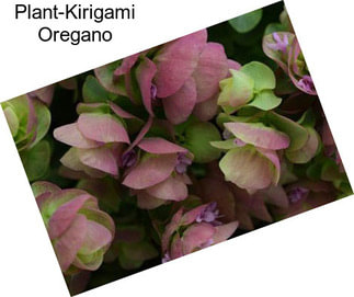 Plant-Kirigami Oregano