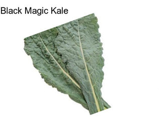 Black Magic Kale