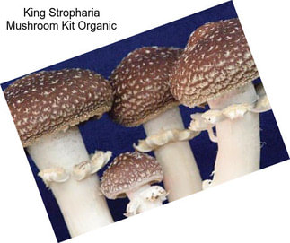 King Stropharia Mushroom Kit Organic