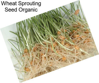 Wheat Sprouting Seed Organic