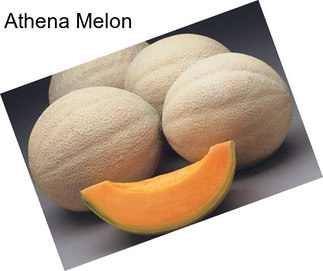 Athena Melon