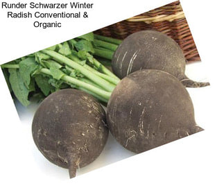 Runder Schwarzer Winter Radish Conventional & Organic