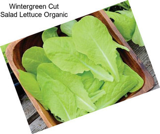 Wintergreen Cut Salad Lettuce Organic