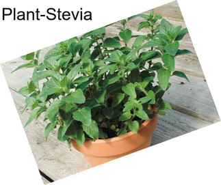 Plant-Stevia