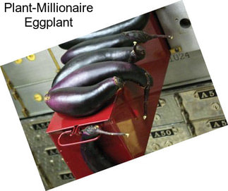 Plant-Millionaire Eggplant