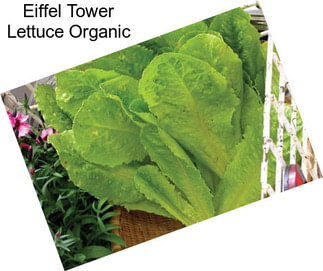 Eiffel Tower Lettuce Organic