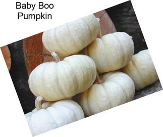 Baby Boo Pumpkin