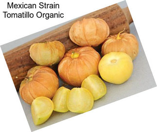 Mexican Strain Tomatillo Organic
