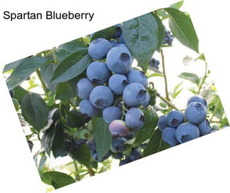 Spartan Blueberry