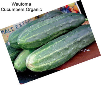Wautoma Cucumbers Organic