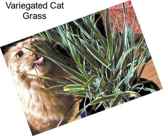 Variegated Cat Grass