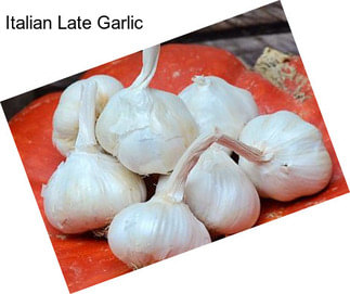 Italian Late Garlic