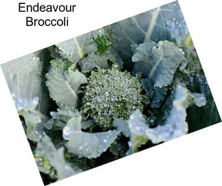 Endeavour Broccoli